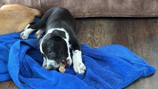 Mrs Robinson, Adoptable, Puppy Female Labrador Retriever.