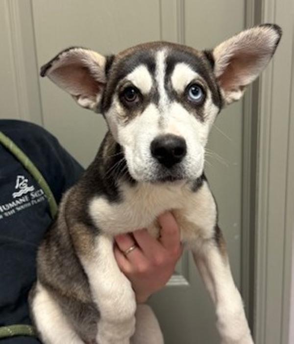 Enlarge Ladybug, a Adoptable mixed breed in Littleton, CO image 1/1