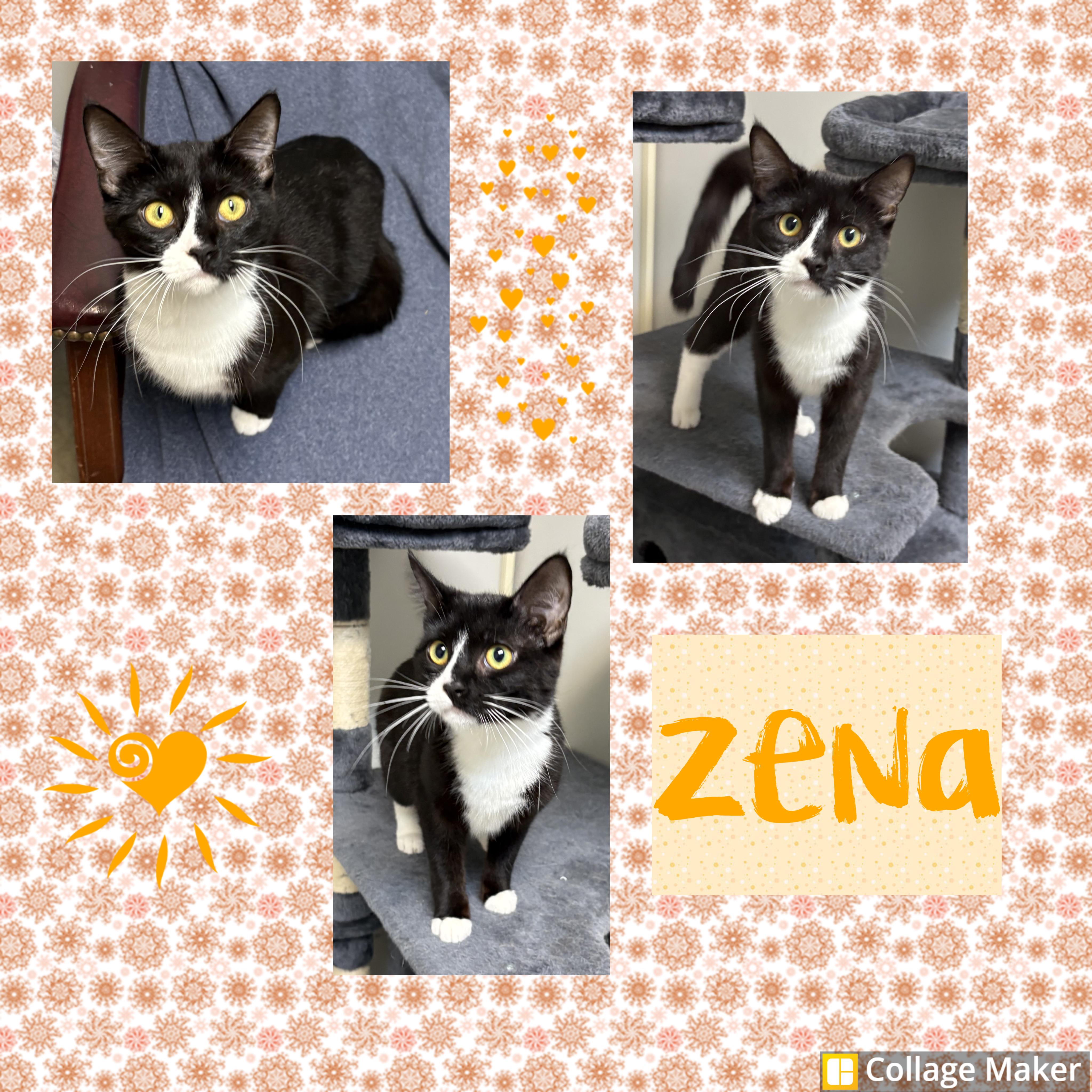 Zena, ADOPTABLE, Young Female Domestic Short Hair.