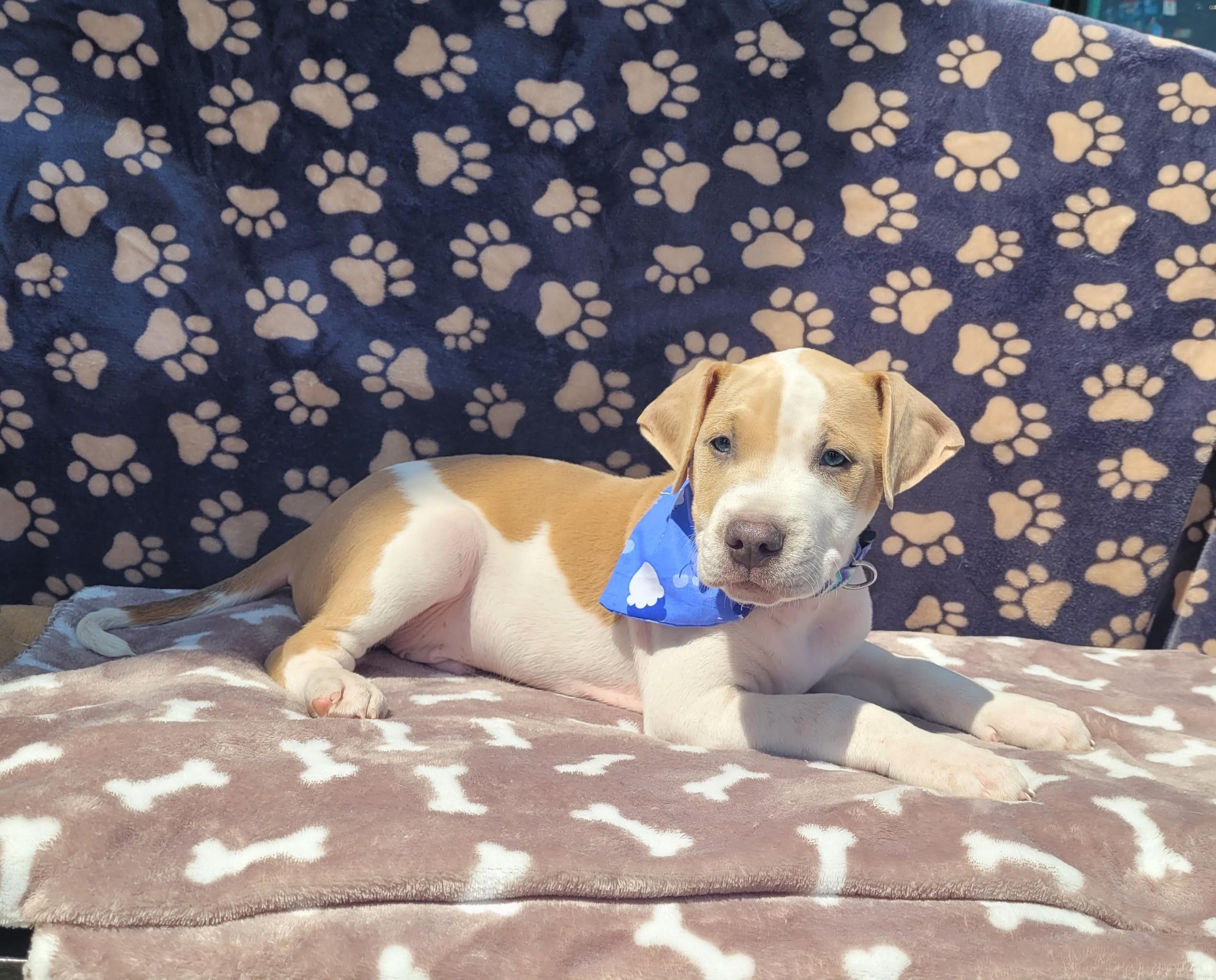 Coconut - [ ]  Saturday Pet Supplies Plus 1-3-  5348 Dixie Hwy Waterford, MI 48329)