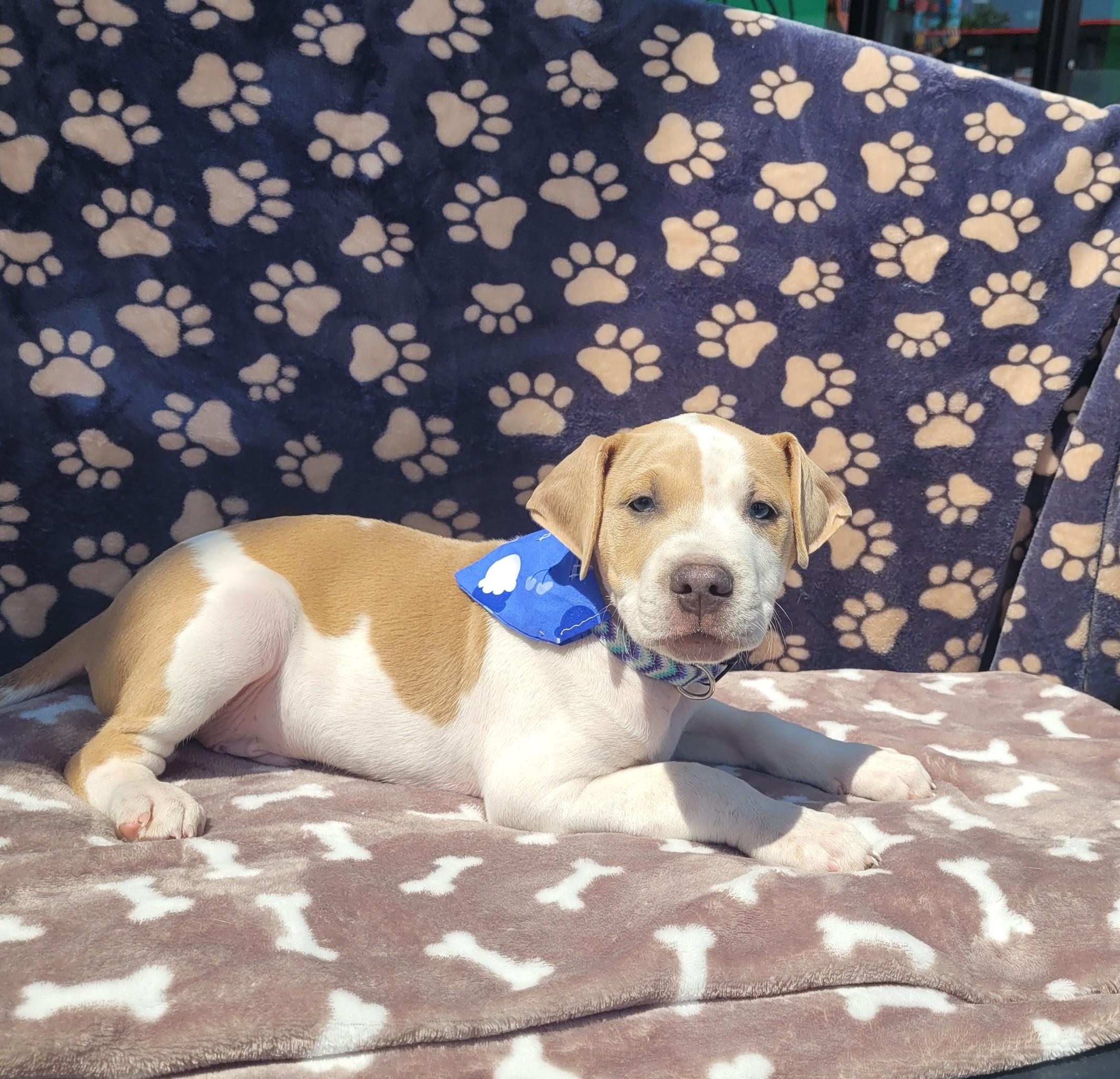 Coconut - [ ]  Saturday Pet Supplies Plus 1-3-  5348 Dixie Hwy Waterford, MI 48329)