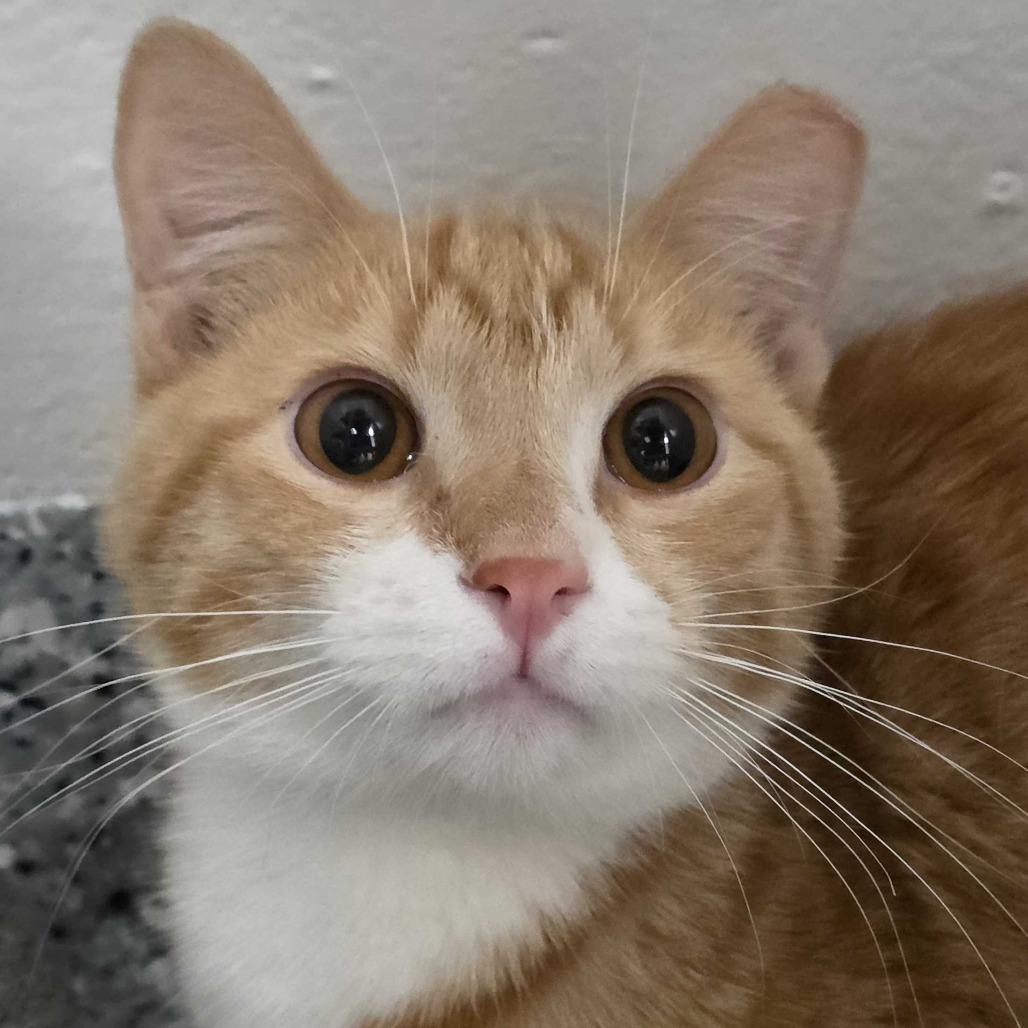 Xylo, Adoptable, Young Male Domestic Short Hair.