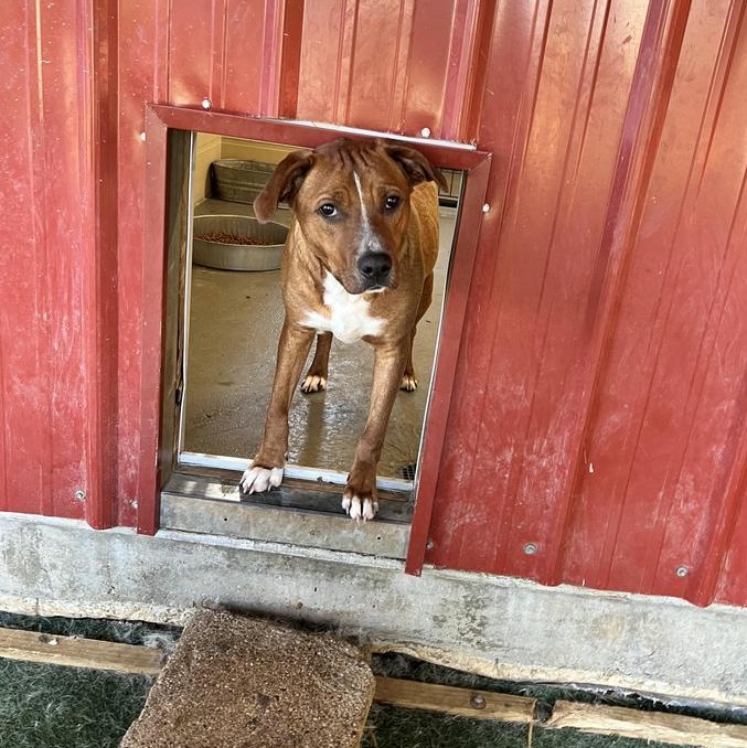 Marshall, Adoptable, Adult Male Terrier.