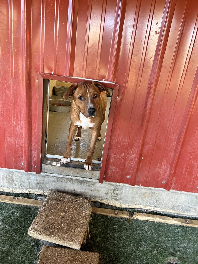 Enlarge Marshall, a Adoptable mixed breed in Ruston, LA image 2/4