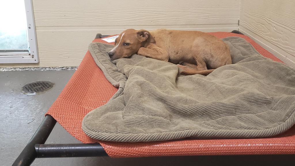 Marshall, a Adoptable mixed breed in Ruston, LA image 1/4