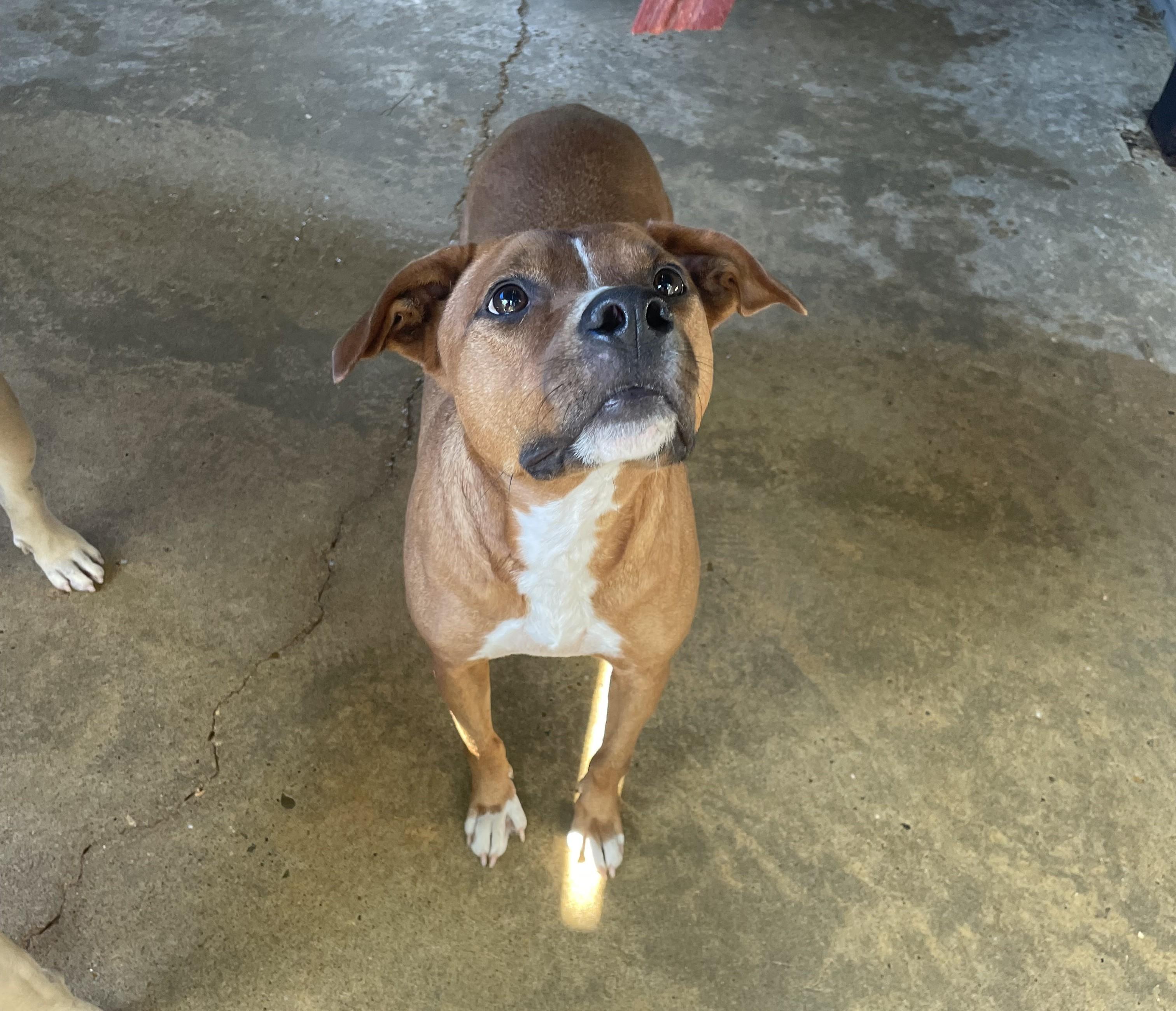 Marshall, an adoptable Terrier in Ruston, LA, 71270 | Photo Image 1