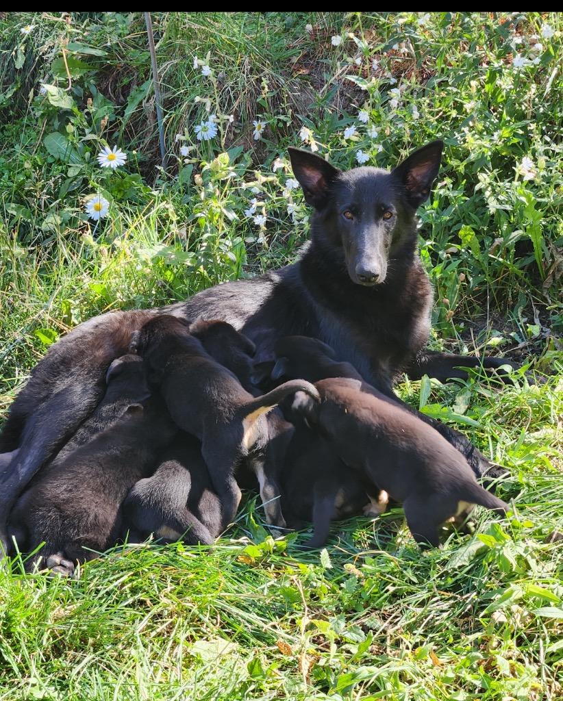 Marcia Van Marsdale, Adoptable, Adult Female Shepherd & Labrador Retriever.