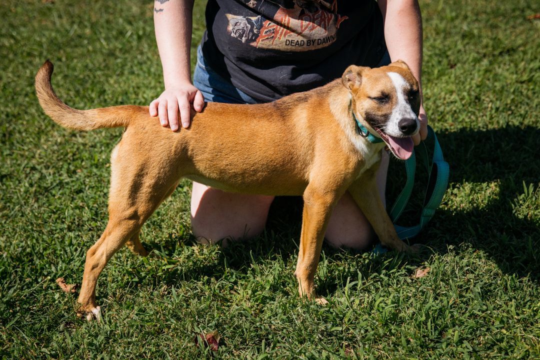Patchouli, a Adoptable mixed breed in Harrison, AR image 1/3