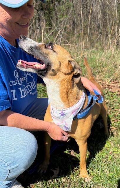 Enlarge Patchouli, a Adoptable mixed breed in Harrison, AR image 4/5