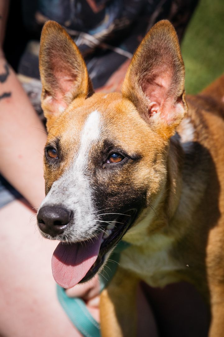 Patchouli, a Adoptable mixed breed in Harrison, AR image 2/3