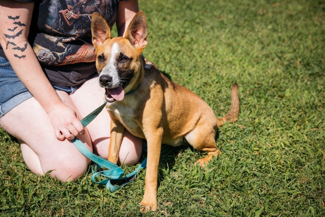 Patchouli, a Adoptable mixed breed in Harrison, AR image 3/3