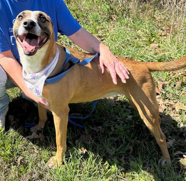Patchouli, Adoptable, Adult Female Belgian Shepherd / Malinois & Hound.