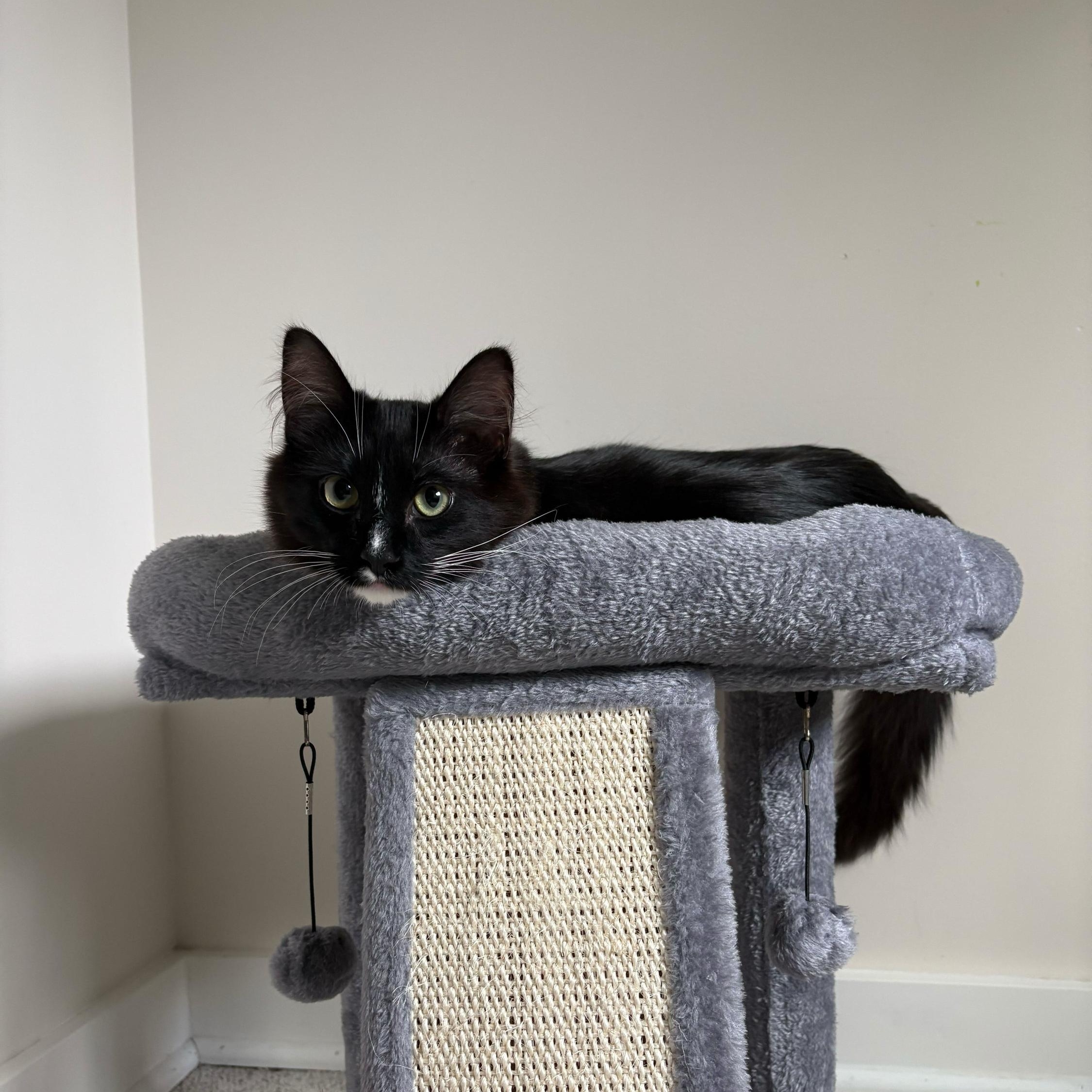 Enlarge Tinsel and Mistletoe, a Adoptable Domestic Long Hair in Seattle, WA image 2/4