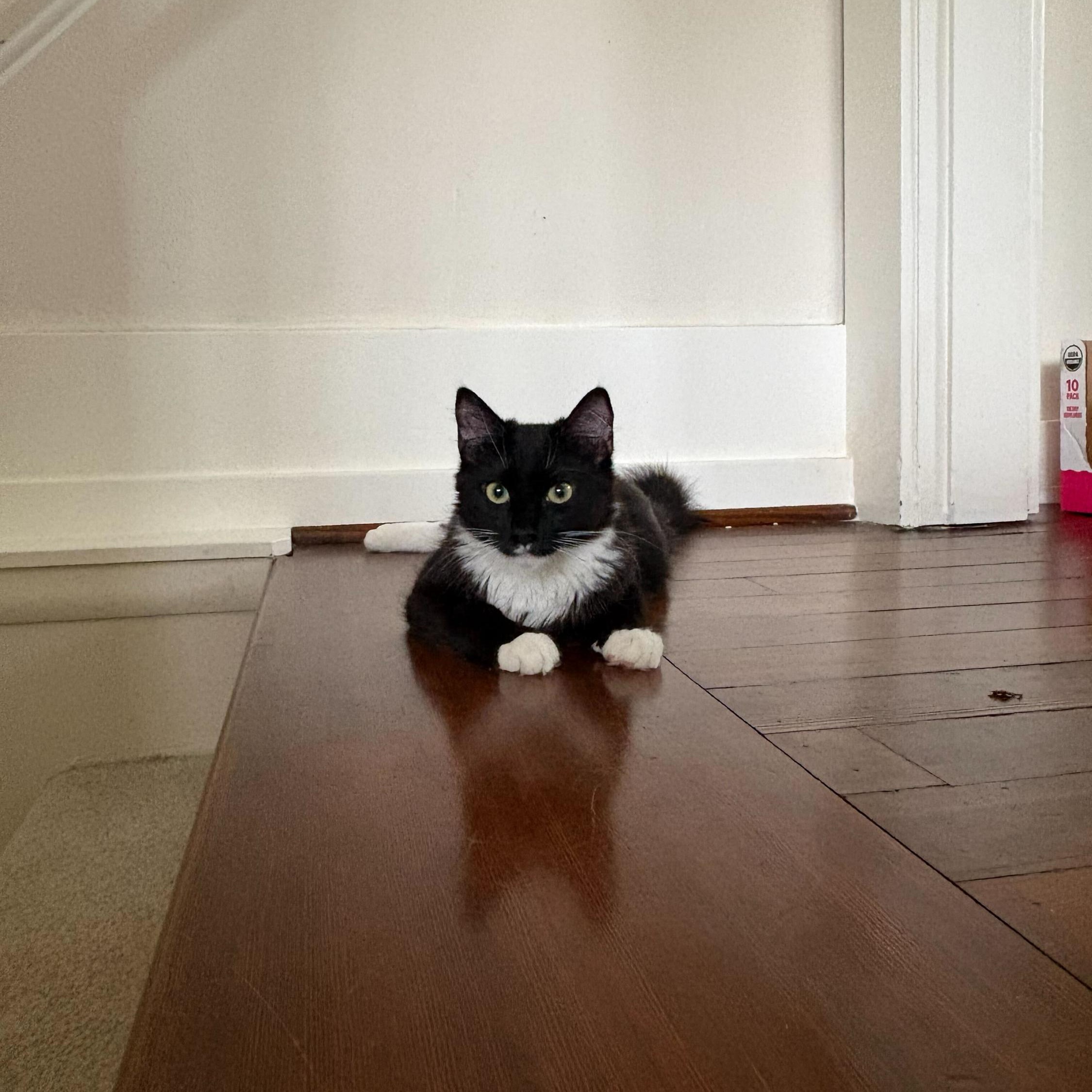 Enlarge Tinsel and Mistletoe, a Adoptable Domestic Long Hair in Seattle, WA image 3/4