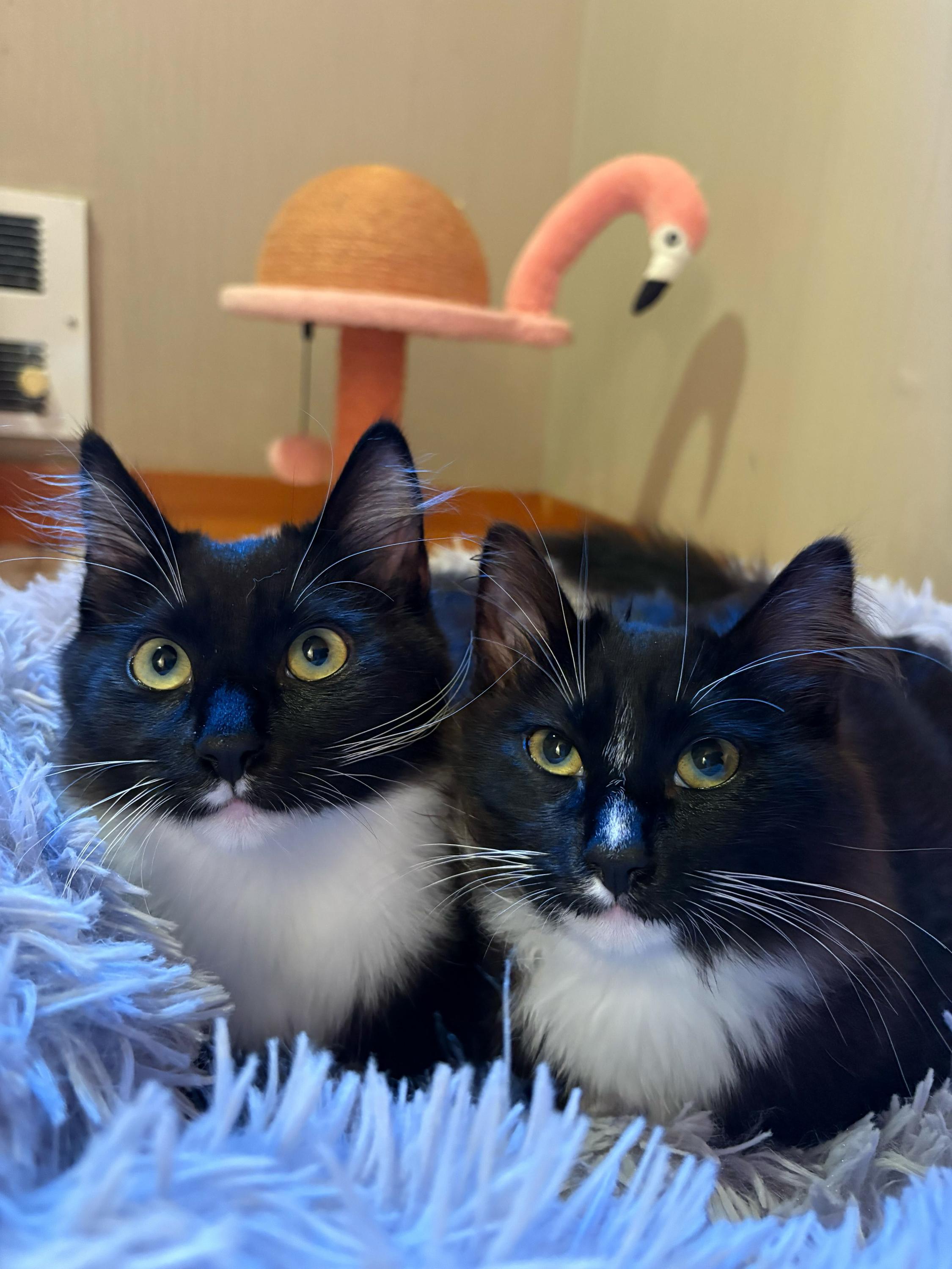 Enlarge Tinsel and Mistletoe, a Adoptable Domestic Long Hair in Seattle, WA image 1/4