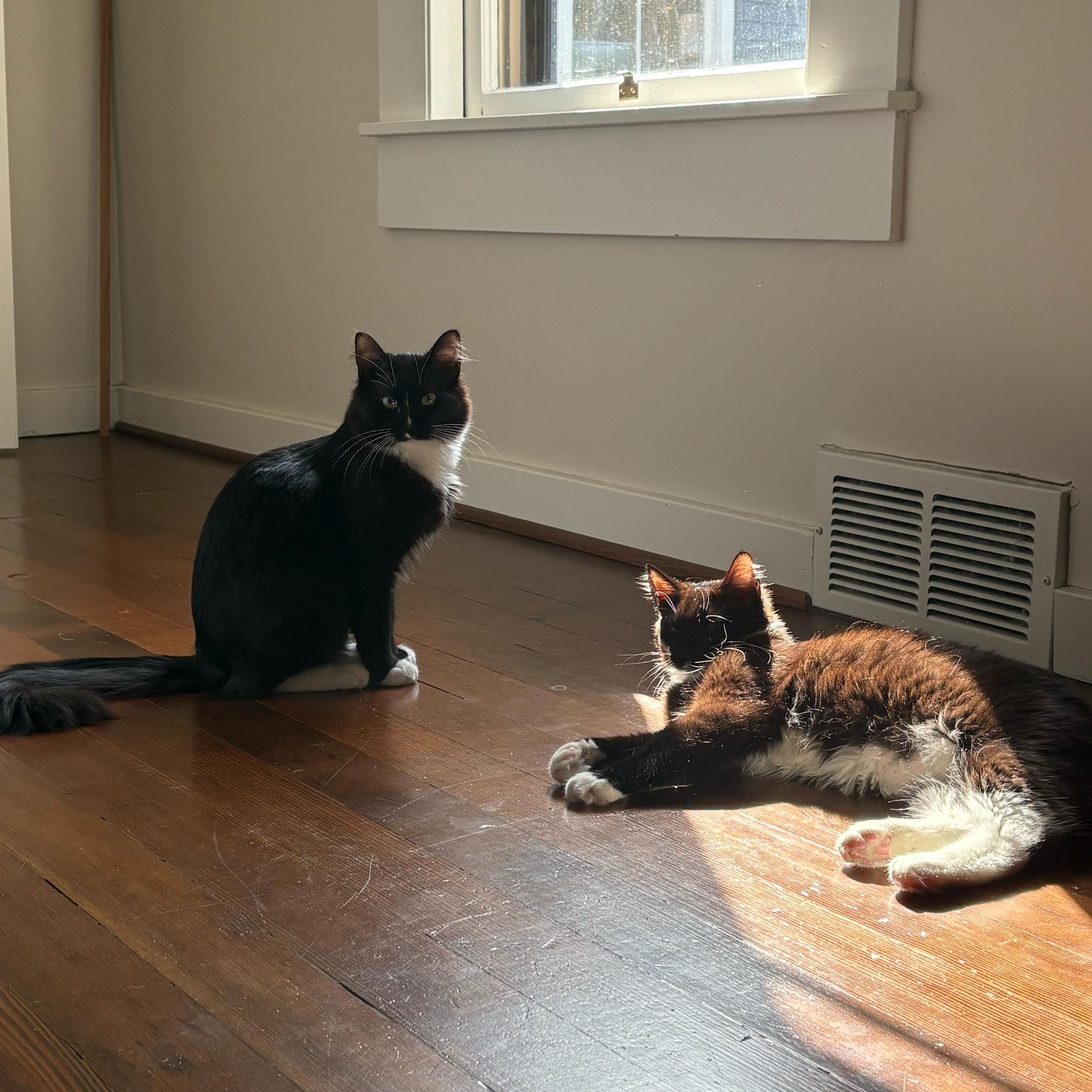 Enlarge Tinsel and Mistletoe, a Adoptable Domestic Long Hair in Seattle, WA image 4/4