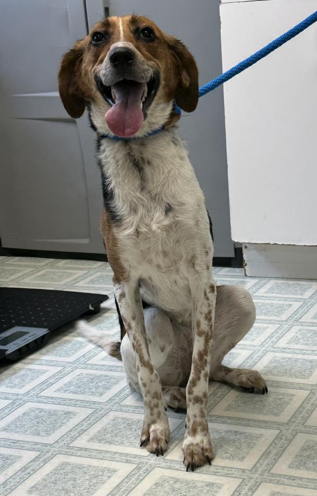 Millie, ADOPTABLE, Young Female Hound.