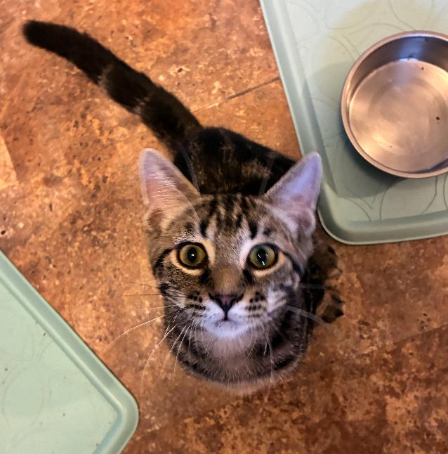 “C”, a Adoptable Domestic Short Hair in Manhattan , KS image 1/4