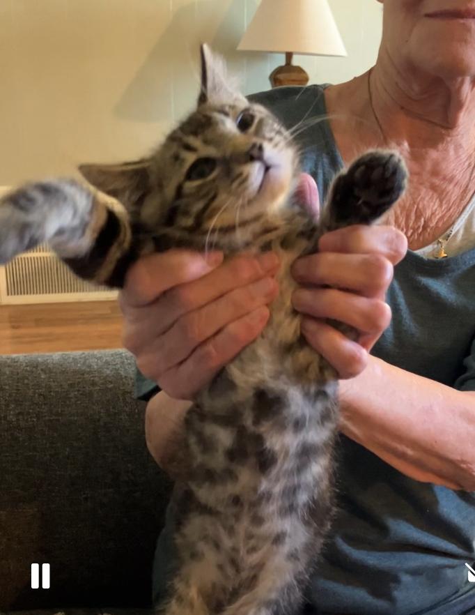 “C”, a Adoptable Domestic Short Hair in Manhattan , KS image 2/4