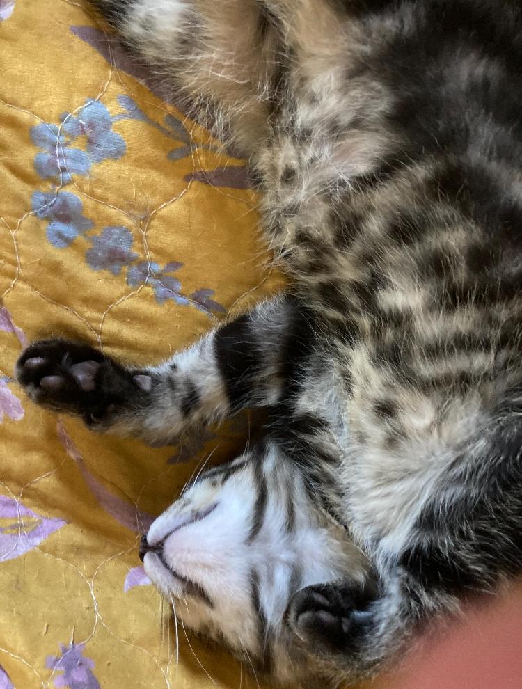 “C”, an adoptable Domestic Short Hair in Manhattan , KS, 66502 | Photo Image 3