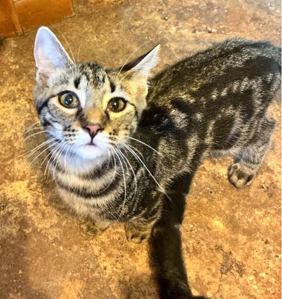 “C”, a Adoptable Domestic Short Hair in Manhattan , KS image 4/4