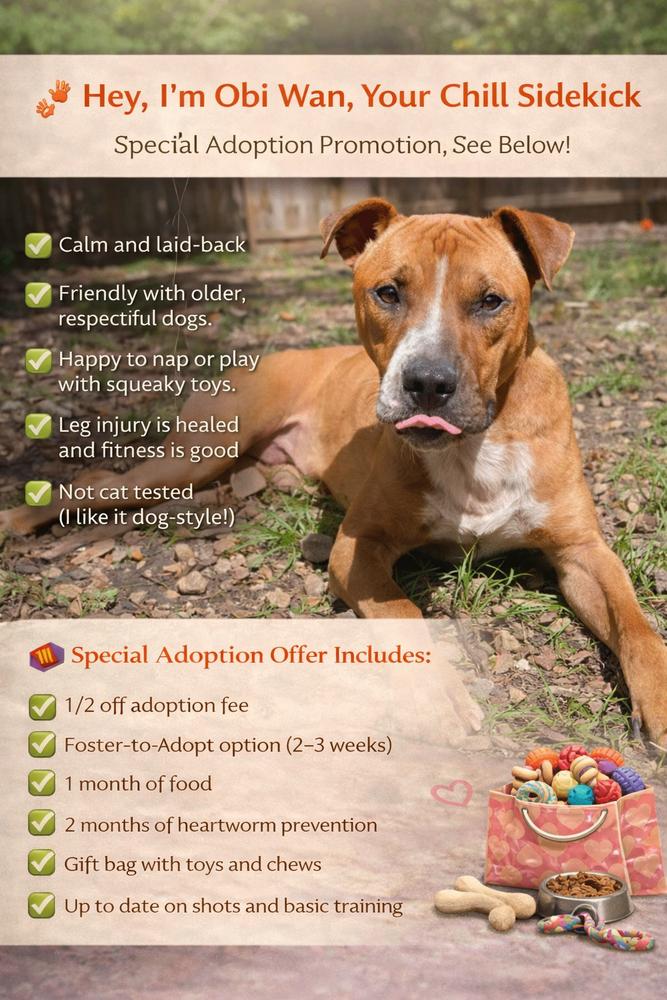 Enlarge Obi Wan, a Adoptable mixed breed in North Aurora, IL image 2/6