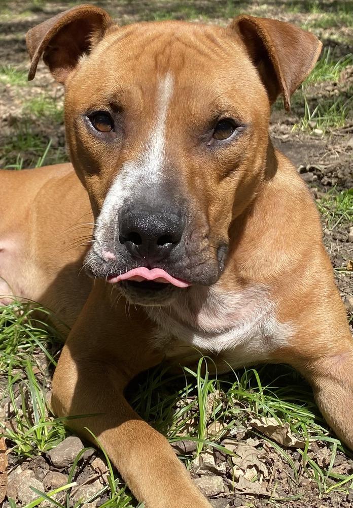 Enlarge Obi Wan, a Adoptable mixed breed in North Aurora, IL image 4/6