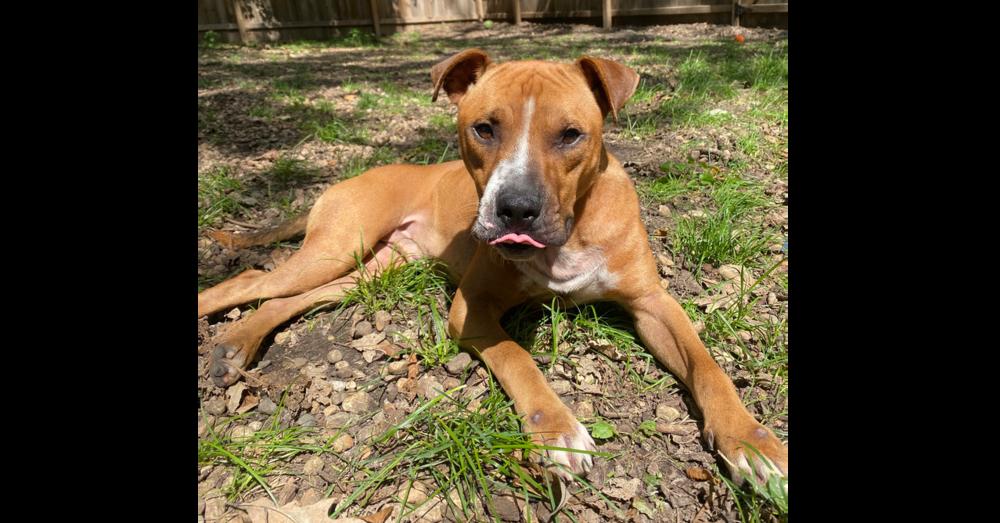 Enlarge Obi Wan, a Adoptable mixed breed in North Aurora, IL image 5/6