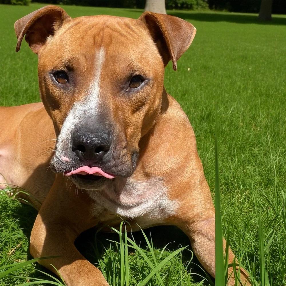 Obi Wan, Adoptable, Young Male Pit Bull Terrier.