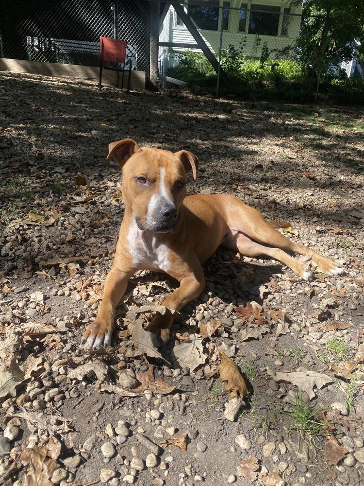Enlarge Obi Wan, a Adoptable mixed breed in North Aurora, IL image 6/6