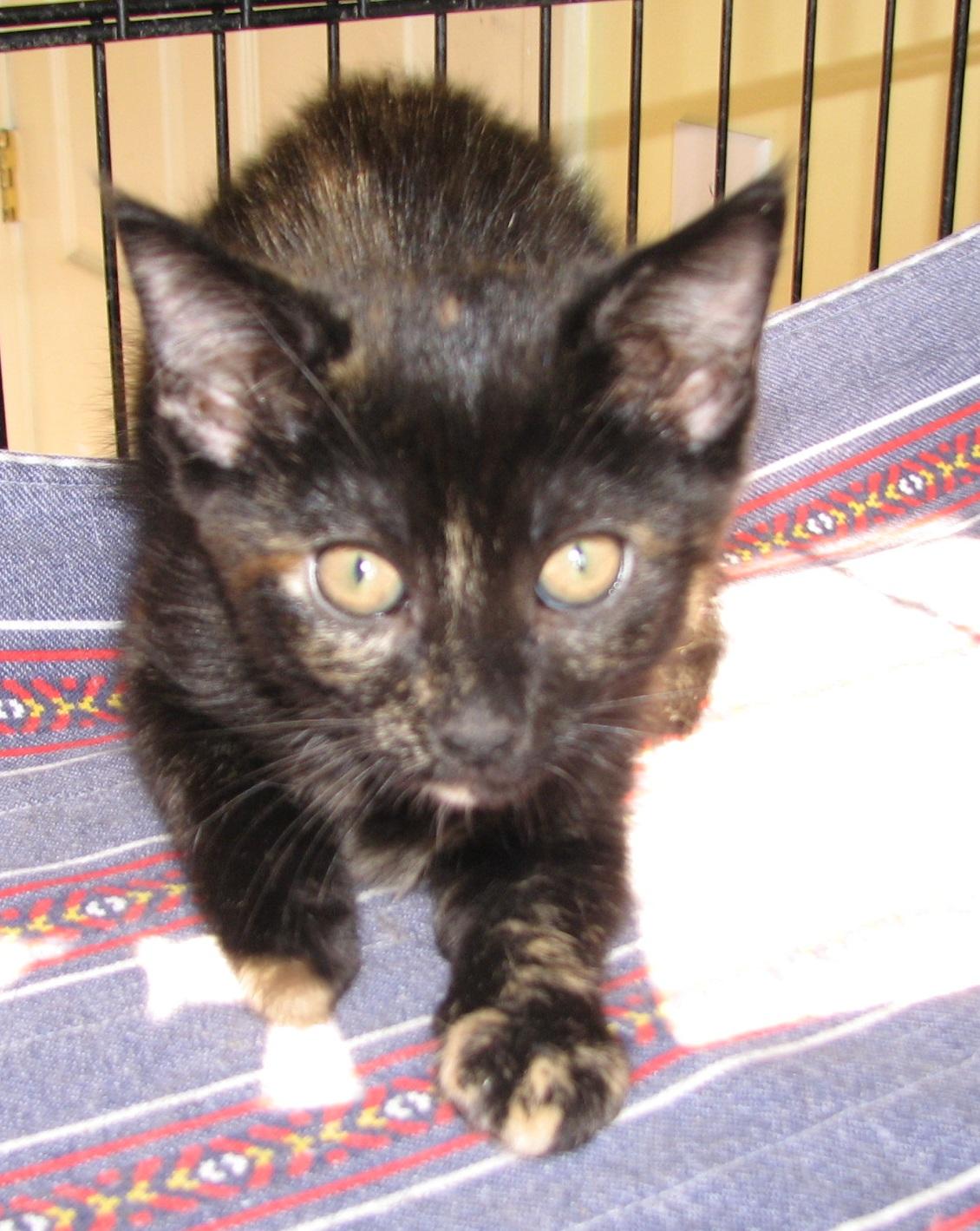 Enlarge 5493 Karma, a ADOPTABLE Tortoiseshell in Lawrenceburg, KY image 3/6