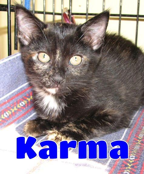 Enlarge 5493 Karma, a ADOPTABLE Tortoiseshell in Lawrenceburg, KY image 1/6
