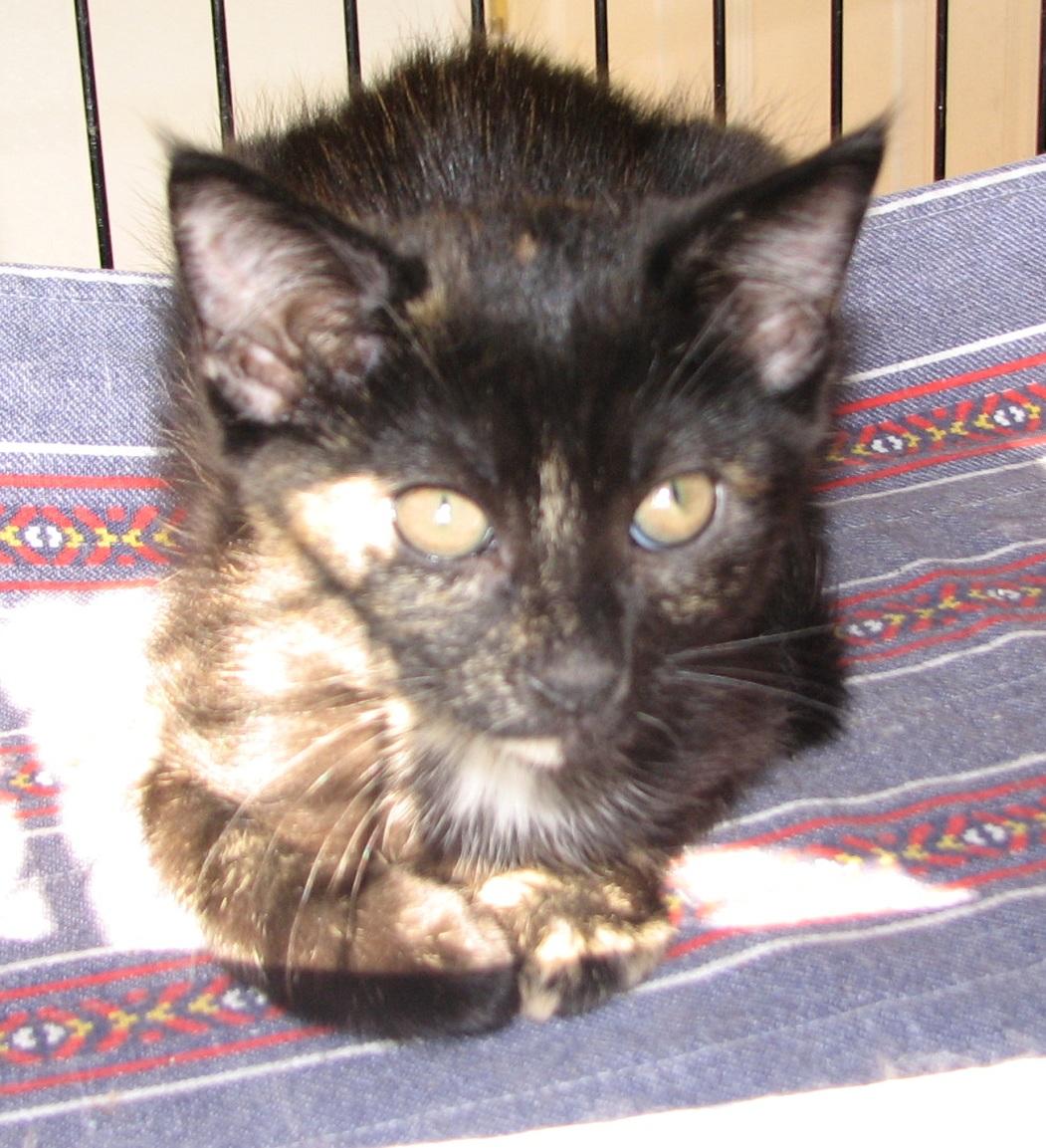 Enlarge 5493 Karma, a ADOPTABLE Tortoiseshell in Lawrenceburg, KY image 6/6