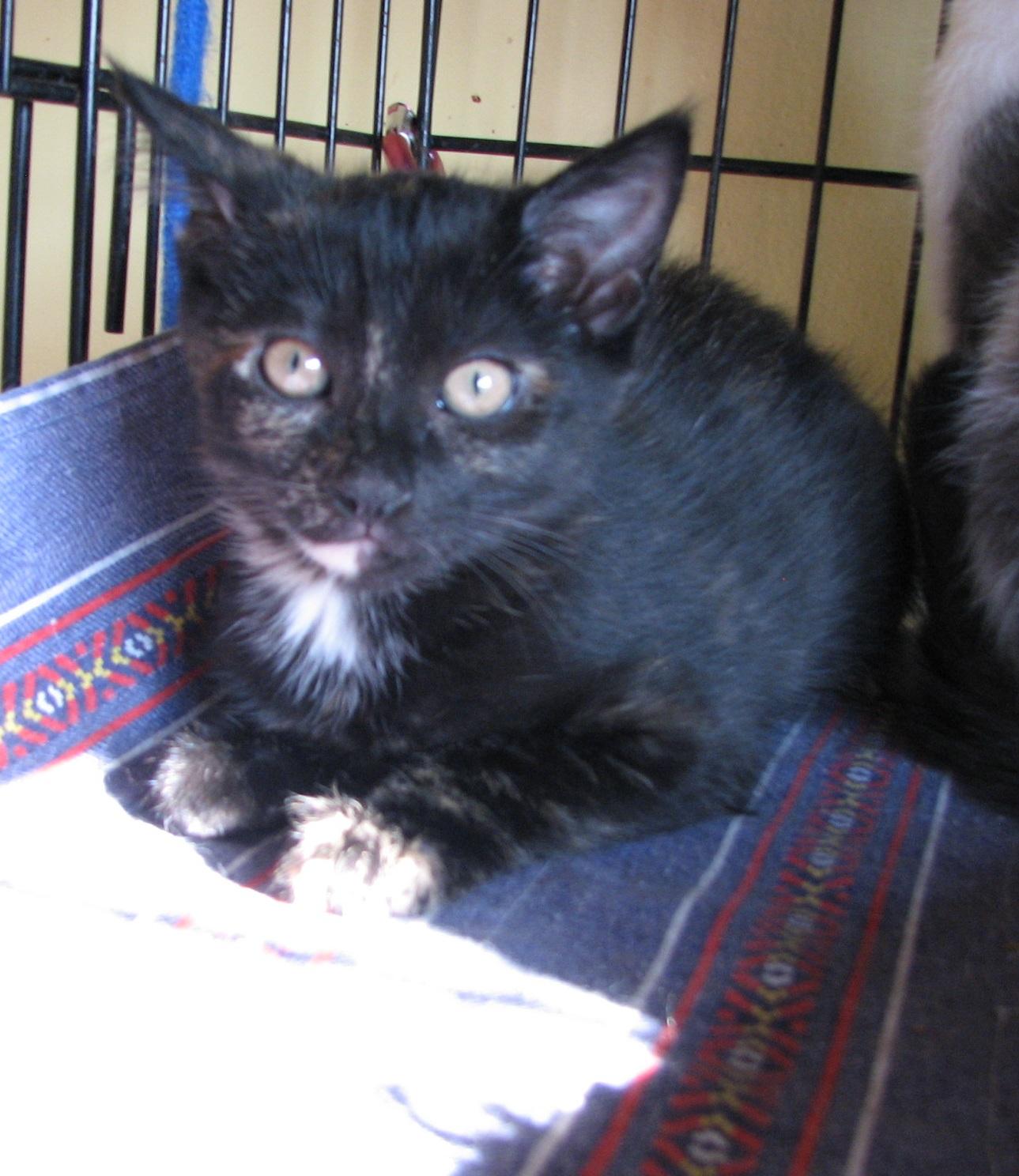 Enlarge 5493 Karma, a ADOPTABLE Tortoiseshell in Lawrenceburg, KY image 5/6
