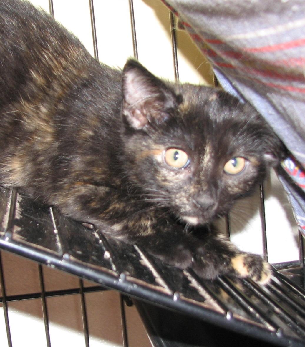 Enlarge 5493 Karma, a ADOPTABLE Tortoiseshell in Lawrenceburg, KY image 2/6