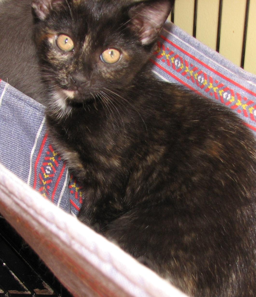 Enlarge 5493 Karma, a ADOPTABLE Tortoiseshell in Lawrenceburg, KY image 4/6