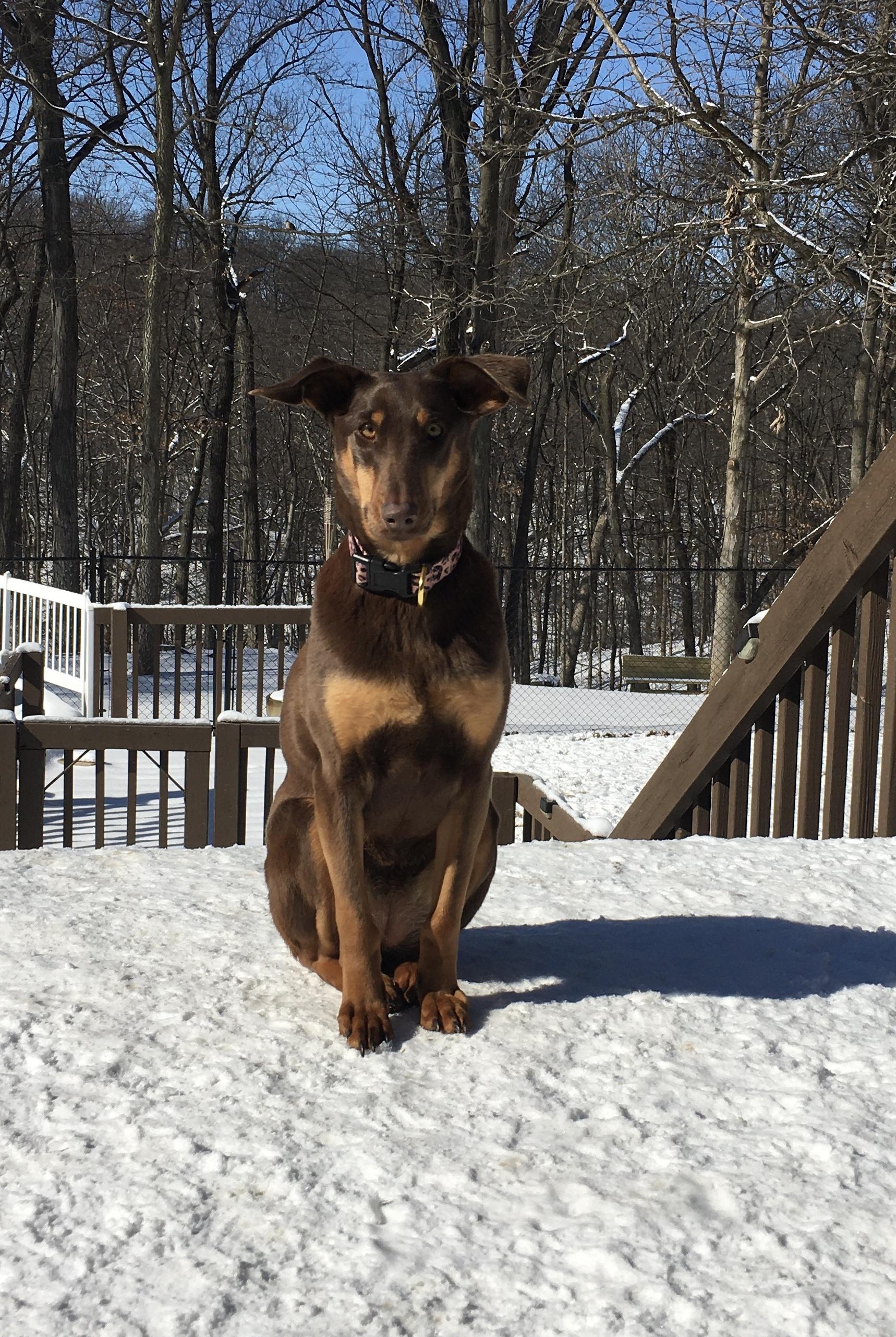 Zoie, Adoptable, Adult Female Doberman Pinscher.