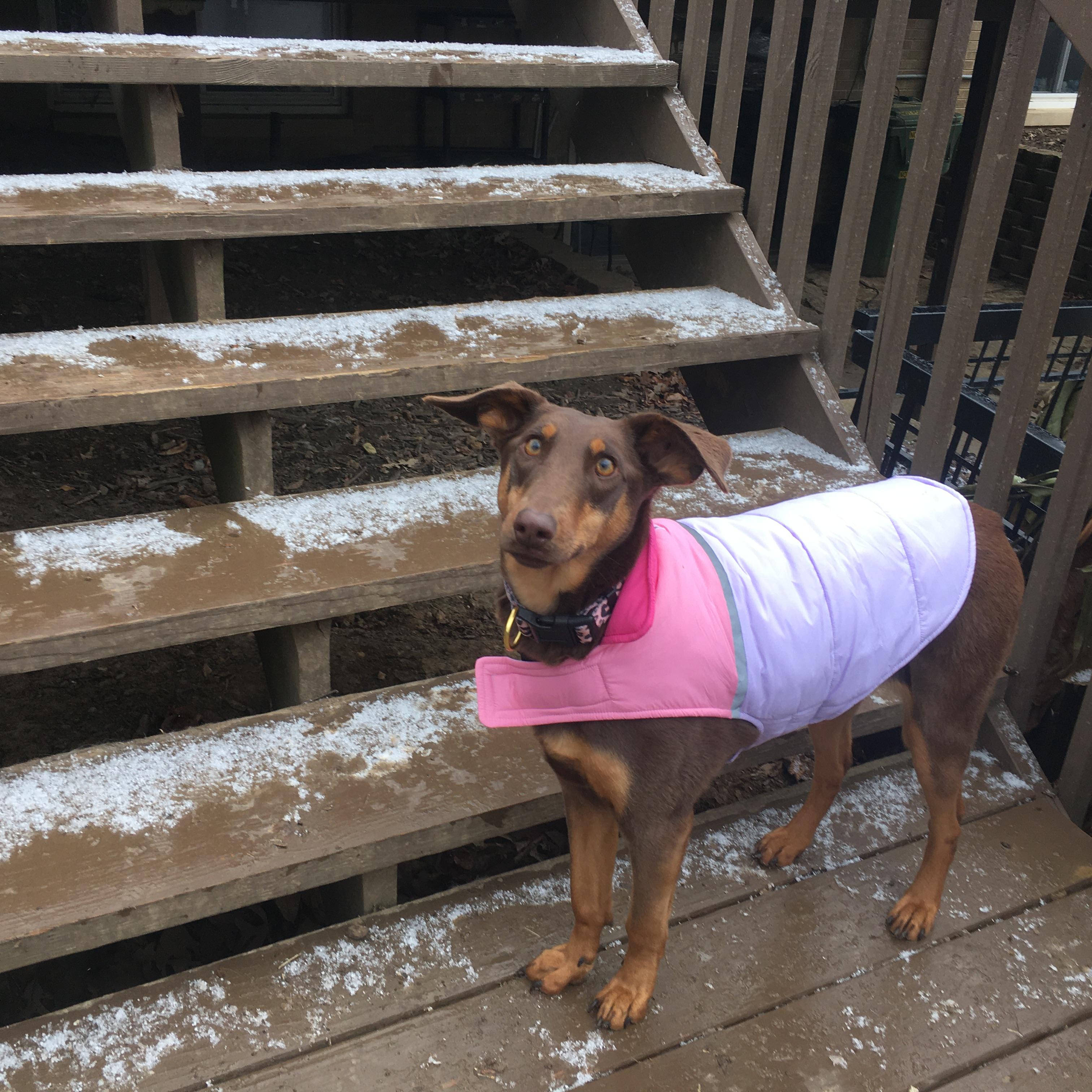 Zoie, a Adoptable mixed breed in Peoria, IL image 2/4