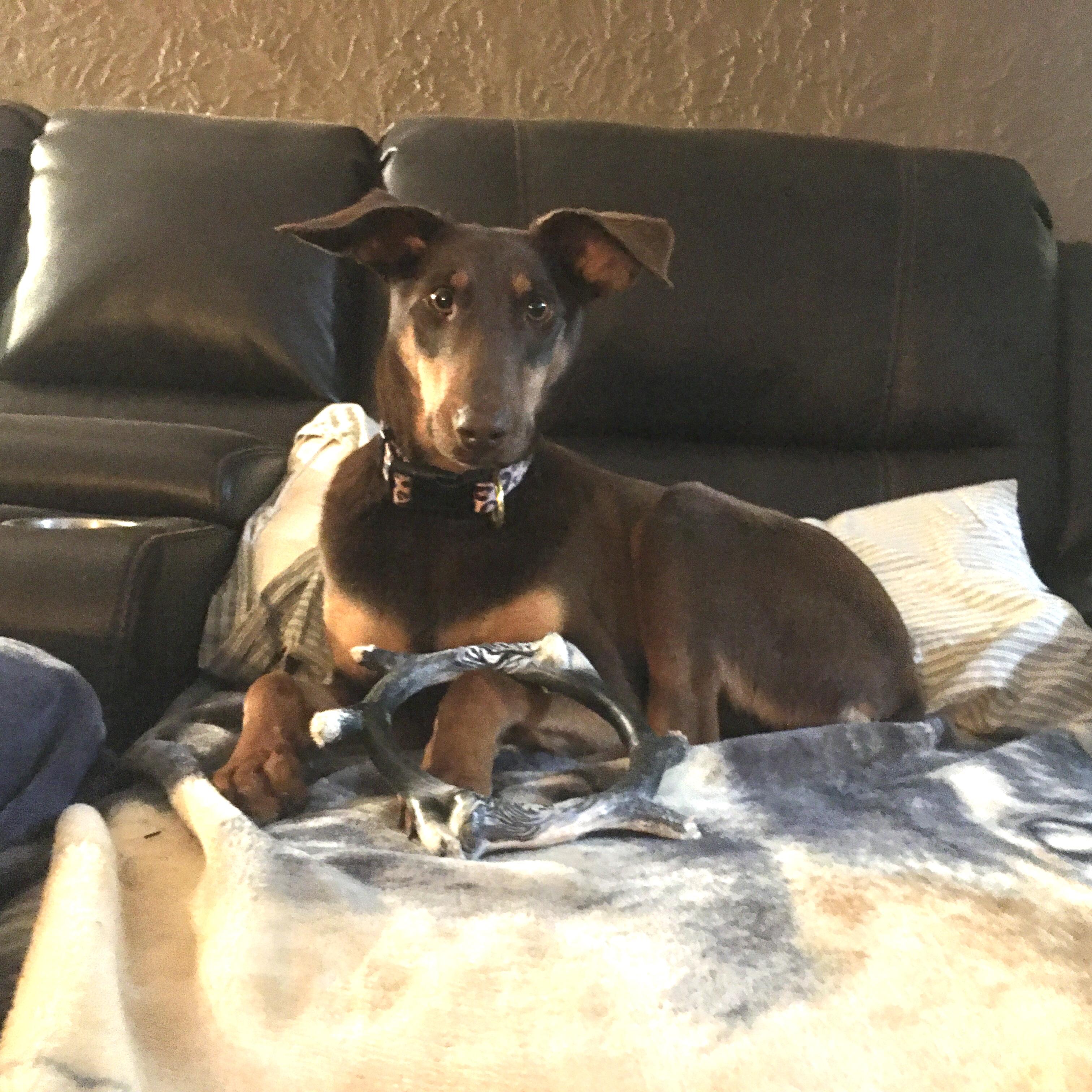 Zoie, a Adoptable mixed breed in Peoria, IL image 3/4