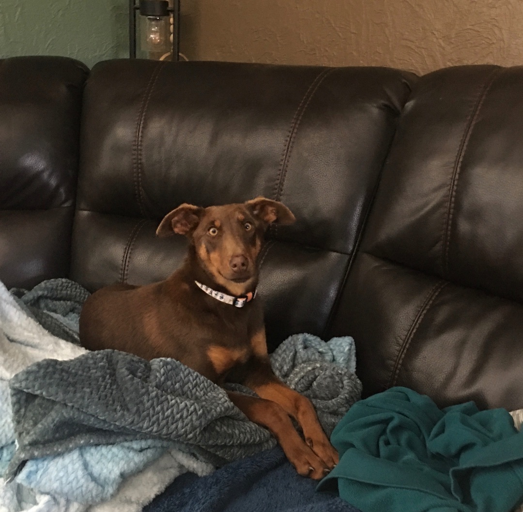 Zoie, a Adoptable mixed breed in Peoria, IL image 4/4