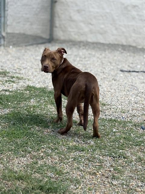 Enlarge LEXIE, a Adoptable Pit Bull Terrier in Augusta, GA image 1/1