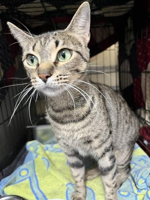 Poppy, Adoptable, Adult Female Domestic Short Hair.