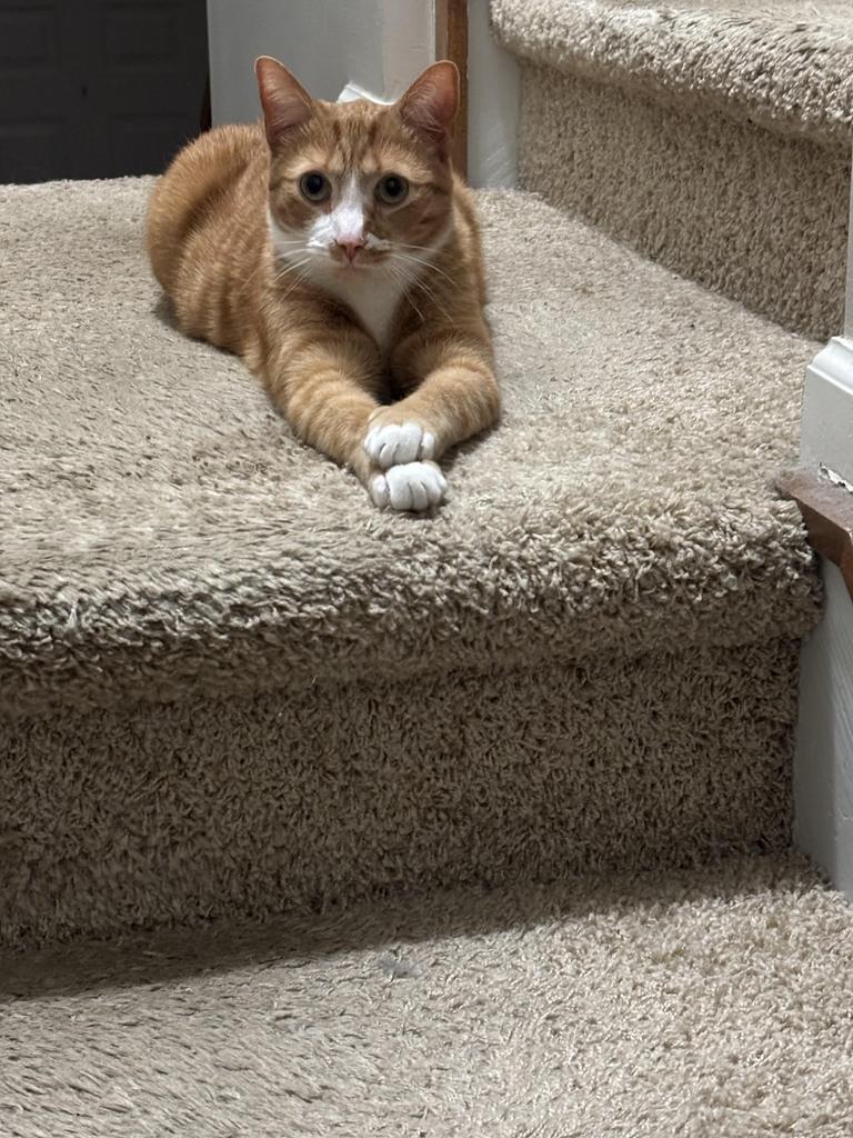 Nugget, Adoptable, Adult Male American Shorthair.