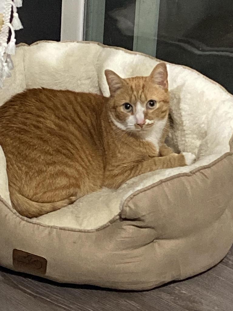 Enlarge Nugget, a Adoptable American Shorthair in Greenfield, IN image 2/6