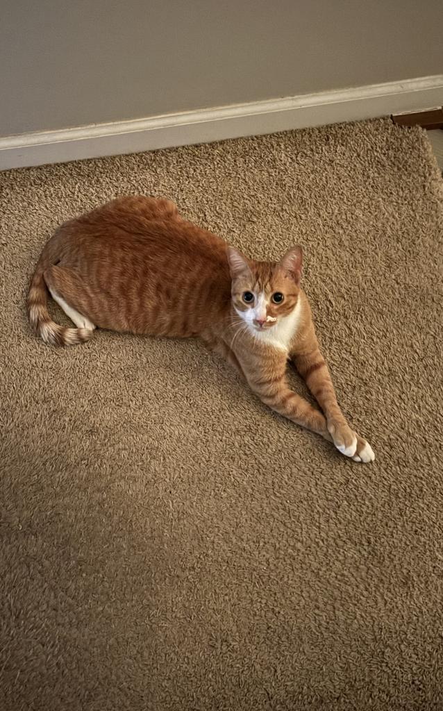 Enlarge Nugget, a Adoptable American Shorthair in Greenfield, IN image 4/6