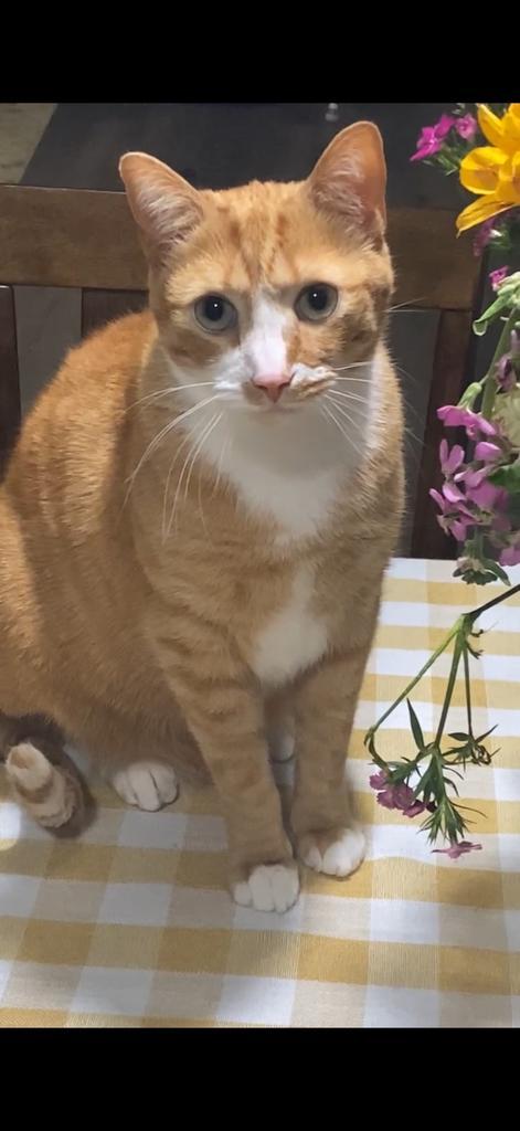 Enlarge Nugget, a Adoptable American Shorthair in Greenfield, IN image 5/6