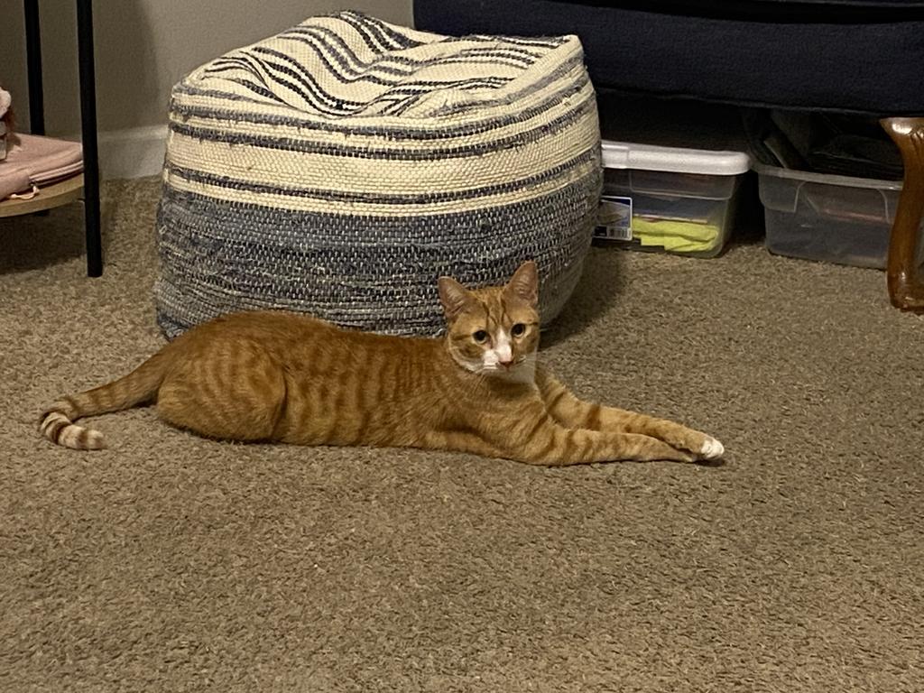 Enlarge Nugget, a Adoptable American Shorthair in Greenfield, IN image 6/6