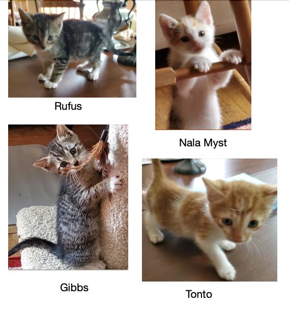 Ginger Myst's Kittens ( Litter) males & females available
