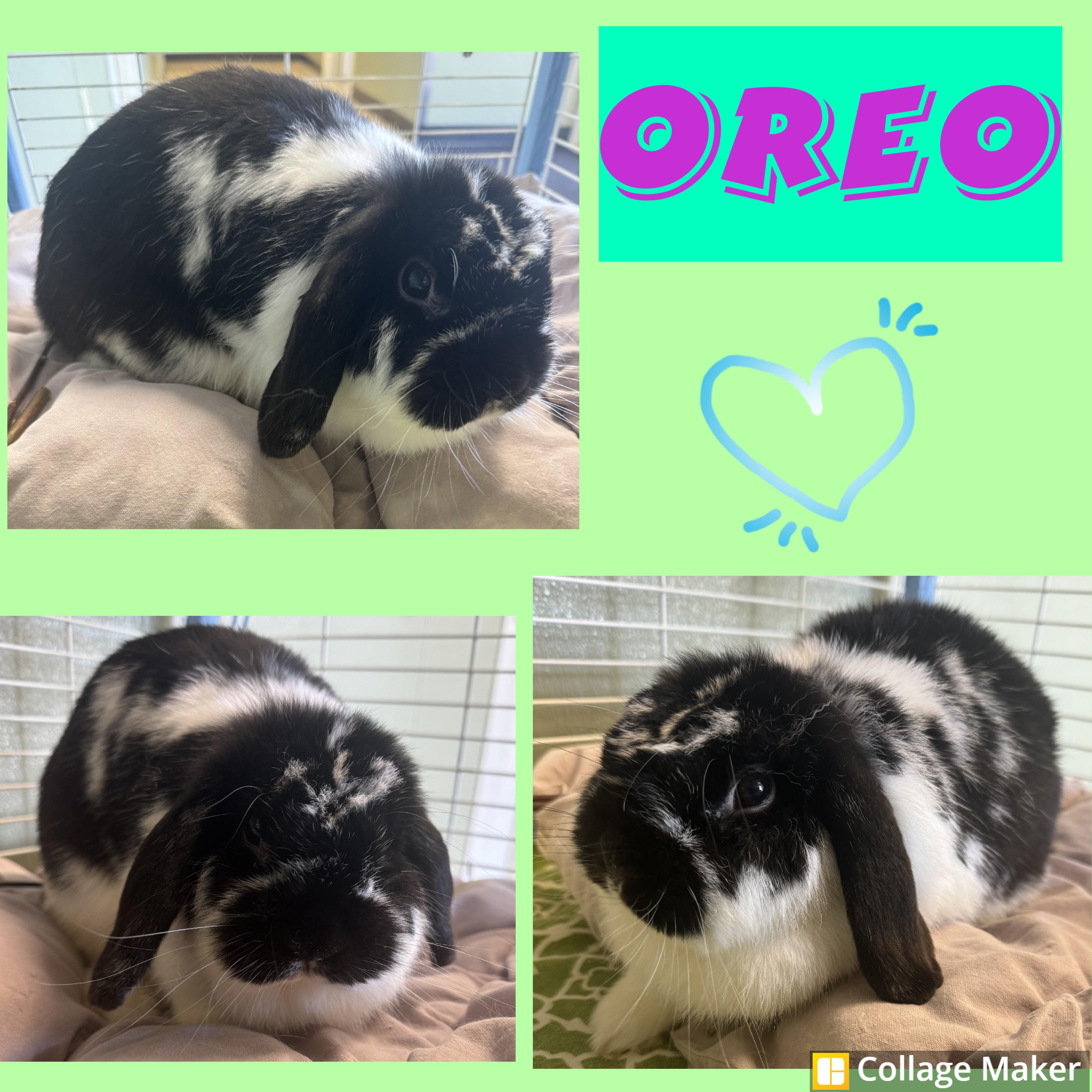 Oreo