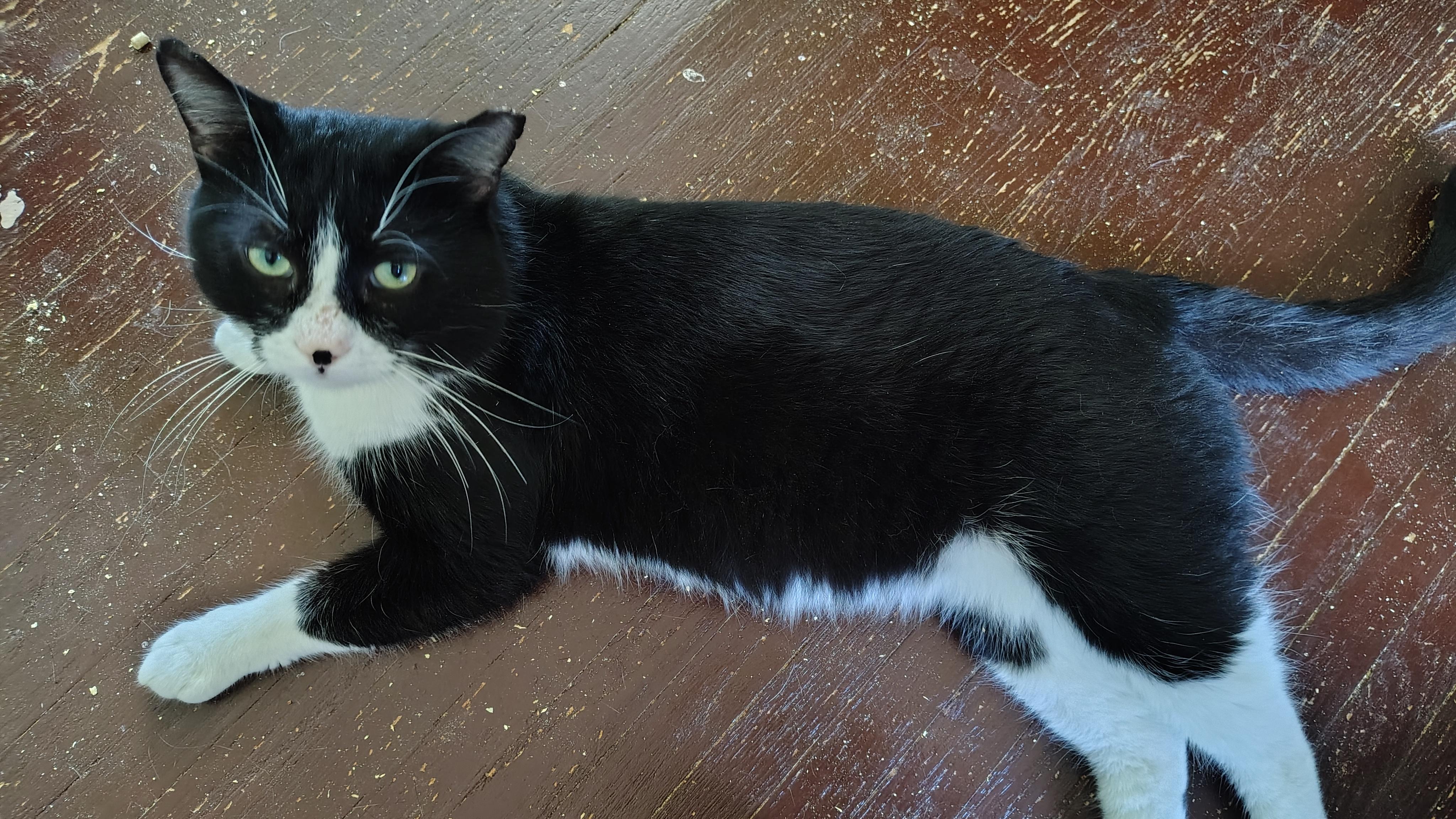 Henry, a ADOPTABLE Domestic Short Hair in Buffalo, NY image 2/3